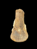 Plesiosaur Femur - Abingdon, Oxfordshire