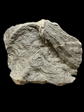 Crinoid (Pentacrinites) - Lyme Regis, Dorset