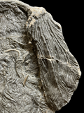 Crinoid (Pentacrinites) - Lyme Regis, Dorset