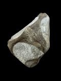 Marine Crocodile Partial Skull - Saltwick Bay, Yorkshire