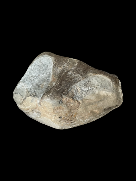 Marine Crocodile Partial Skull - Saltwick Bay, Yorkshire