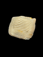 Ptychodus Decurrens Tooth (3.5cm) - Lewes, Sussex