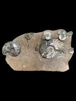 Ammonite Multi (71cm) - Scunthorpe, UK