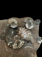 Ammonite Multi (71cm) - Scunthorpe, UK