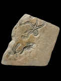 Palaeocoma Egertoni Triple - Eype, Dorset