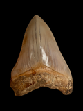 Megalodon Tooth 5.62" - Java, Indonesia