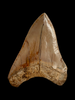 Megalodon Tooth 5.62" - Java, Indonesia