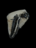 Fish Skull (Rhinocephalus) - Tankerton, Kent