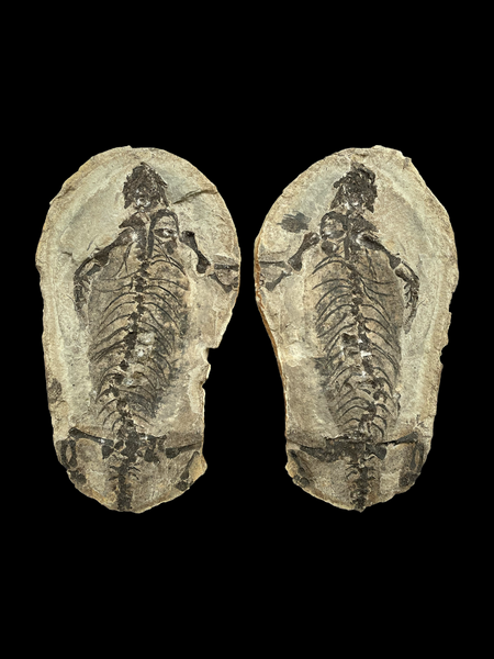 Permian Reptile (Barasaurus) Positive/Negative - Madagascar