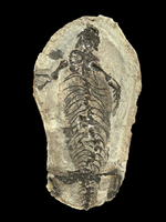 Permian Reptile (Barasaurus) Positive/Negative - Madagascar