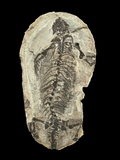 Permian Reptile (Barasaurus) Positive/Negative - Madagascar