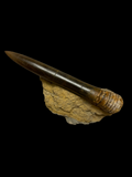 Belemnite (removable) - Scunthorpe, Lincolnshire