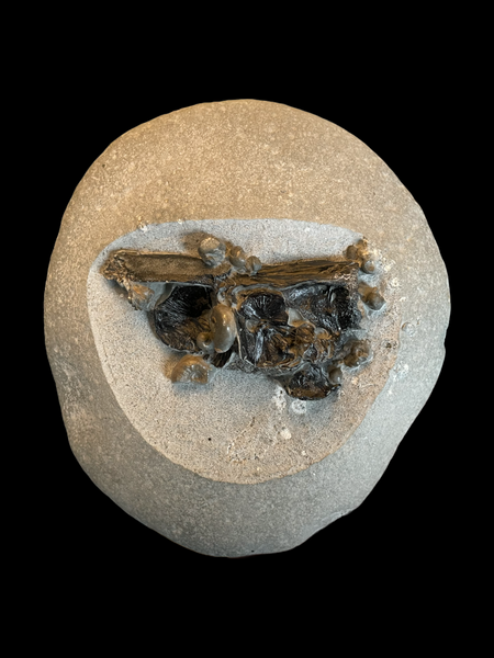 Saurorhynchus (Fish) Cranium in Nodule - Black Ven, Lyme Regis