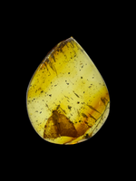 Planthopper in Amber - Chiapas, Mexico