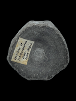 Ichthyosaur Vertebra (large) - Lyme Regis, Dorset