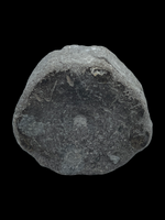 Ichthyosaur Vertebra (large) - Lyme Regis, Dorset