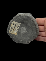 Ichthyosaur Vertebra (large) - Lyme Regis, Dorset