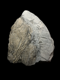 Crinoid (Pentacrinites) - Charmouth, Dorset