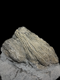 Crinoid (Pentacrinites) - Charmouth, Dorset