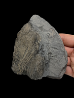 Crinoid (Pentacrinites) - Charmouth, Dorset