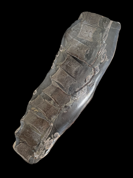 Ichthyosaur Vertebral Column (25cm) - Whitby, Yorkshire