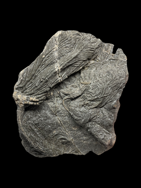 Crinoid (Pentacrinites) - Lyme Regis, Dorset