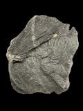 Crinoid (Pentacrinites) - Lyme Regis, Dorset