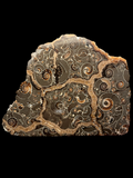 Marston Ammonite Multi (polished reverse) - Somerset, UK