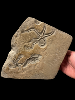 Palaeocoma Egertoni Triple - Eype, Dorset