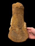 Plesiosaur Femur - Abingdon, Oxfordshire