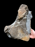 Plesiosaur Humerus (40cm)  - Peterborough, UK