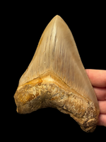 Megalodon Tooth 5.62" - Java, Indonesia