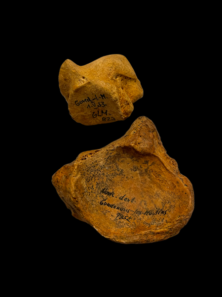 Cave Bear Wrist Bones - Gondenans-les-Moulins, France