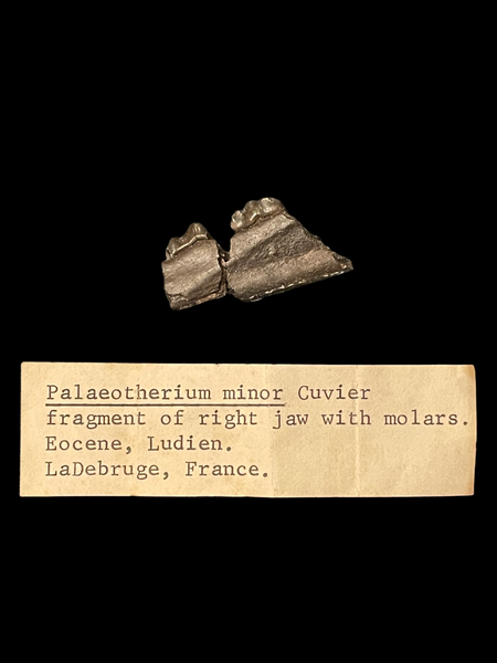 Palaeotherium Jaw - La Débruge, France