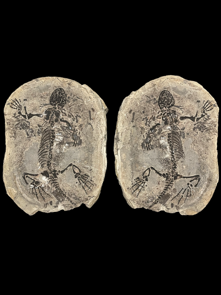 Permian Reptile (Barasaurus) Positive/Negative - Madagascar