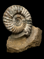 Aegasteroceras Sagittarium (20cm) - Scunthorpe, Lincolnshire