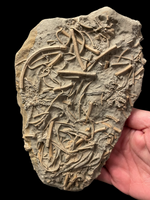 Balanocrinus Gracilis (Crinoid) - Eype, Dorset