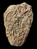 Balanocrinus Gracilis (Crinoid) - Eype, Dorset