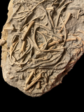 Balanocrinus Gracilis (Crinoid) - Eype, Dorset