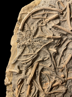 Balanocrinus Gracilis (Crinoid) - Eype, Dorset