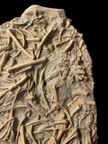 Balanocrinus Gracilis (Crinoid) - Eype, Dorset