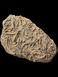 Balanocrinus Gracilis (Crinoid) - Eype, Dorset